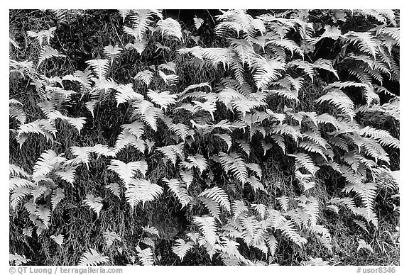 Ferns on wall, Columbia River Gorge. Columbia River Gorge, Oregon, USA (black and white)