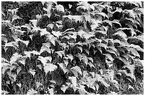 Ferns on wall, Columbia River Gorge. Columbia River Gorge, Oregon, USA (black and white)