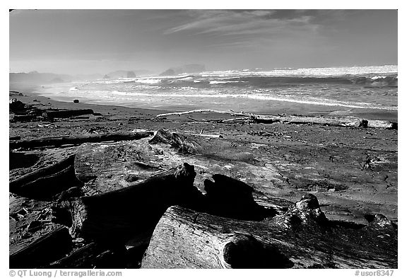 Beach with driftwood. Bandon, Oregon, USA (black and white)