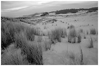 Sand Dunes near Florence. Oregon, USA ( black and white)