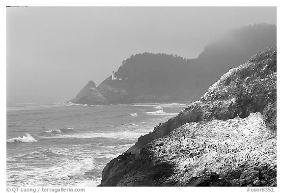Rock with birds in fog,  Haceta Head in the background. Oregon, USA (black and white)