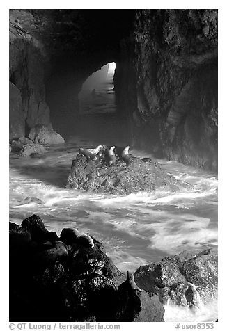 Sea Lions in sea cave. Oregon, USA (black and white)