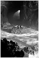 Sea Lions in sea cave. Oregon, USA (black and white)