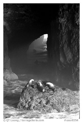 Sea Lions in sea cave. Oregon, USA