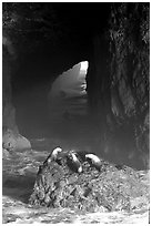 Sea Lions in sea cave. Oregon, USA ( black and white)