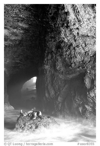 Sea Lions in a sea cave. Oregon, USA