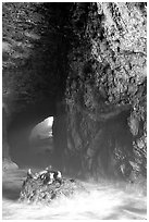 Sea Lions in a sea cave. Oregon, USA ( black and white)