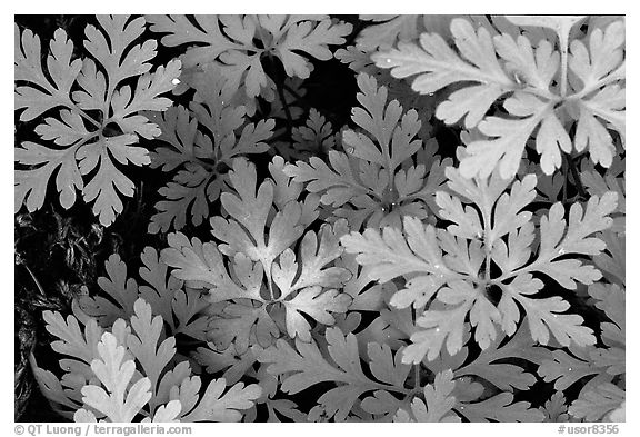 Carpet of undergrowth leaves. Columbia River Gorge, Oregon, USA (black and white)