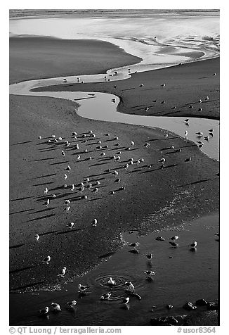 Stream on beach and seabirds, Pistol River State Park. Oregon, USA