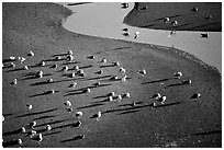 Seabirds and stream on beach. Oregon, USA (black and white)