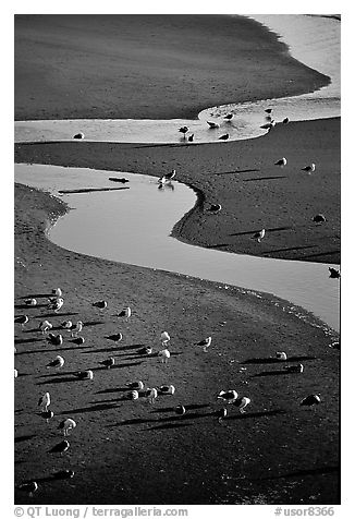 Seabirds and stream on beach. Oregon, USA (black and white)