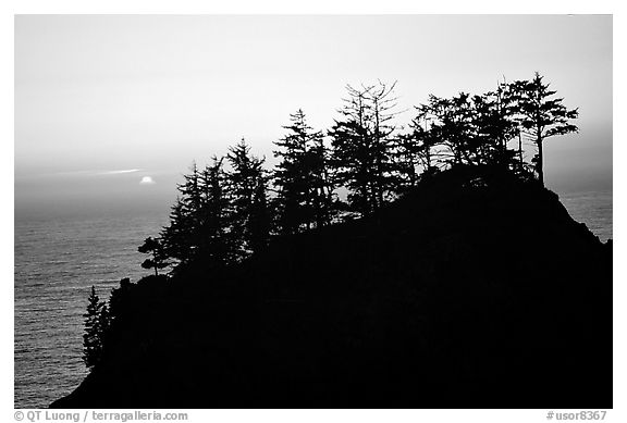 Trees on rock and ocean at sunset, Samuel Boardman State Park. Oregon, USA (black and white)