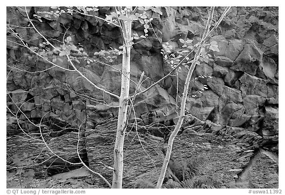 Trees and volcanic boulder. Mount St Helens National Volcanic Monument, Washington (black and white)