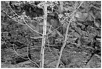 Trees and volcanic boulder. Mount St Helens National Volcanic Monument, Washington ( black and white)