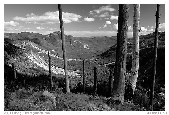 Standing dead trees at the edge of the blast. Mount St Helens National Volcanic Monument, Washington (black and white)
