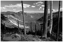 Standing dead trees at the edge of the blast. Mount St Helens National Volcanic Monument, Washington (black and white)