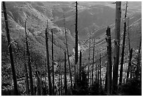 Tree squeletons and valley at the Edge. Mount St Helens National Volcanic Monument, Washington (black and white)