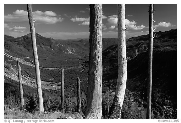 Bare tree trunks at the Edge. Mount St Helens National Volcanic Monument, Washington (black and white)