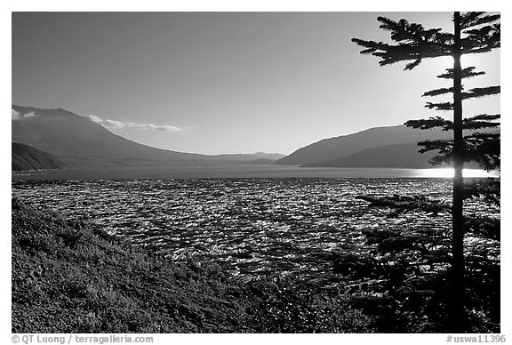 Floating tree trunks on Spirit Lake. Mount St Helens National Volcanic Monument, Washington