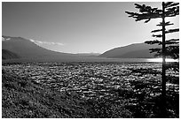 Floating tree trunks on Spirit Lake. Mount St Helens National Volcanic Monument, Washington ( black and white)