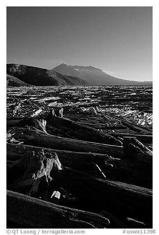 Tree trunks cover Spirit Lake, late afternoon. Mount St Helens National Volcanic Monument, Washington (black and white)