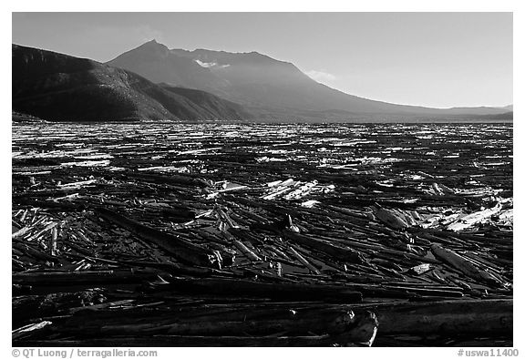 Enormousn tree mat cover Spirit Lake, and Mt St Helens. Mount St Helens National Volcanic Monument, Washington (black and white)