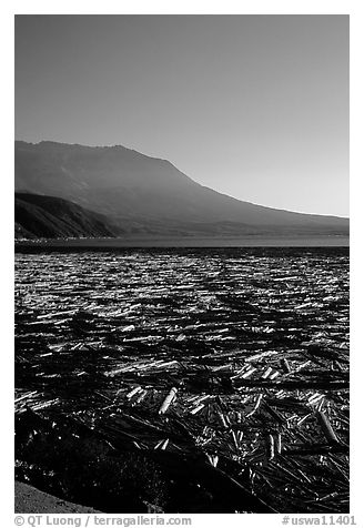 Layer of dead trees on Spirit Lake, and Mt St Helens. Mount St Helens National Volcanic Monument, Washington (black and white)