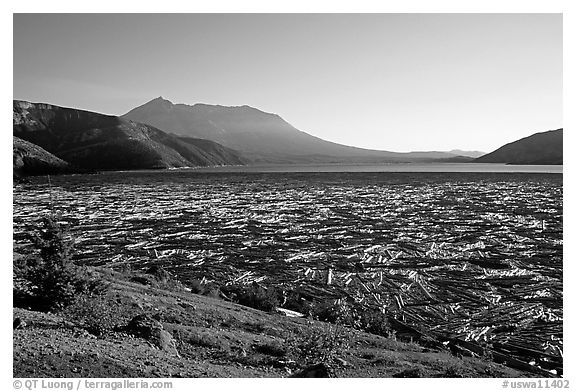 Spirit Lake clogged with dead trees. Mount St Helens National Volcanic Monument, Washington