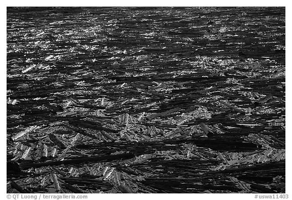 Floating log mat on Spirit Lake. Mount St Helens National Volcanic Monument, Washington