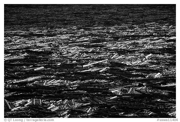 Fallen trees floating on Spirit Lake. Mount St Helens National Volcanic Monument, Washington