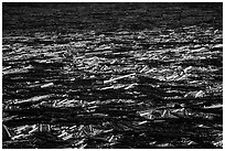 Fallen trees floating on Spirit Lake. Mount St Helens National Volcanic Monument, Washington ( black and white)