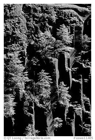 Basalt columns and young pine trees, Lava Canyon. Mount St Helens National Volcanic Monument, Washington