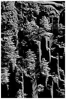 Basalt columns and young pine trees, Lava Canyon. Mount St Helens National Volcanic Monument, Washington (black and white)