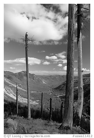 Dead tree trunks at the Edge. Mount St Helens National Volcanic Monument, Washington (black and white)