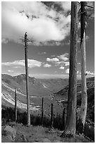 Dead tree trunks at the Edge. Mount St Helens National Volcanic Monument, Washington (black and white)