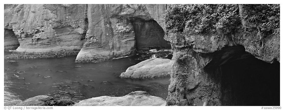 Seascape with seacaves, Olympic Peninsula. Olympic Peninsula, Washington (black and white)