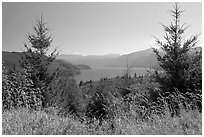 Grasses, trees, and Riffe Lake. Washington (black and white)
