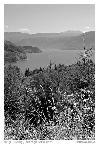 Summer grasses and Riffe Lake. Washington