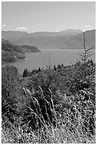 Summer grasses and Riffe Lake. Washington (black and white)