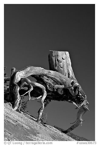 Tree stump with roots uncovered by erosion. Mount St Helens National Volcanic Monument, Washington (black and white)