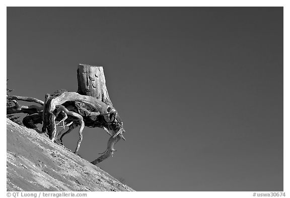 Walking tree stump on slope. Mount St Helens National Volcanic Monument, Washington (black and white)