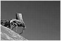 Walking tree stump on slope. Mount St Helens National Volcanic Monument, Washington (black and white)