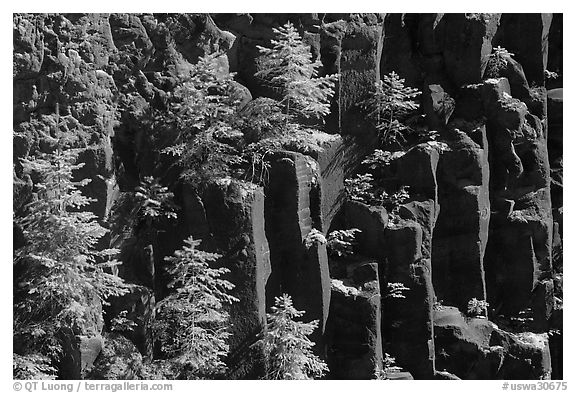 Young pine trees growing on columns of basalt, Lava Canyon. Mount St Helens National Volcanic Monument, Washington (black and white)