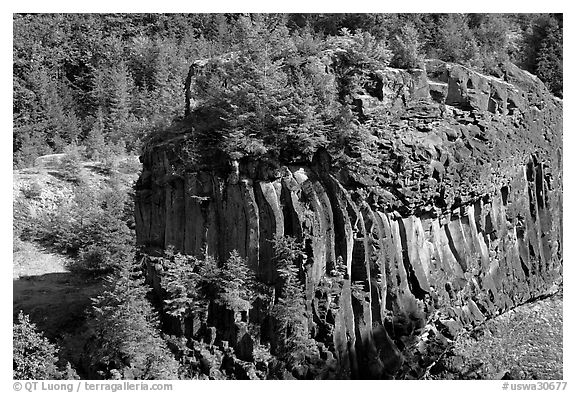 Massive bloc of basalt with young trees growing on top. Mount St Helens National Volcanic Monument, Washington (black and white)