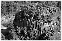 Massive bloc of basalt with young trees growing on top. Mount St Helens National Volcanic Monument, Washington (black and white)