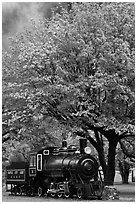 Locomotive under tree in fall foliage, Newhalem. Washington (black and white)