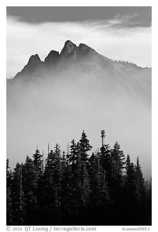 Spruce and mountain above fog. Washington (black and white)