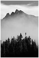 Spruce and mountain above fog. Washington ( black and white)