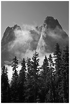 Spruce, fog, and Liberty Bell Mountain. Washington ( black and white)