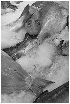 Fresh salmon for sale, Pike Place Market. Seattle, Washington (black and white)